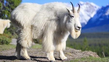 Cabra blanca: Mountain Goat - Oreamnos Americanus