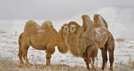 Camellos