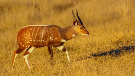 Cape Bush - Bushbuck