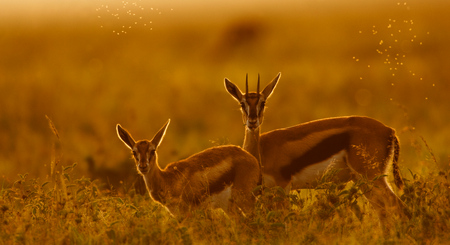 Gacela de Thomson - Gazella Thomsoni
