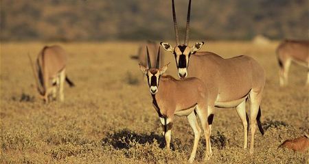 Gemsbok