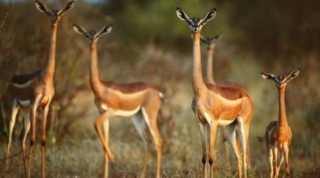 Gerenuk