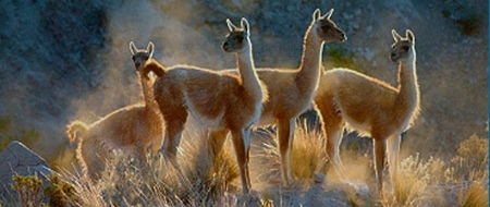Guanacos