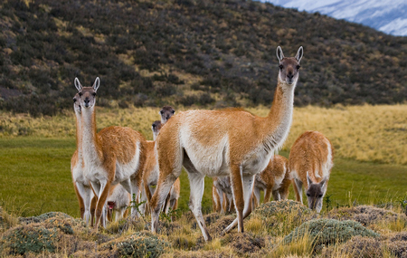 Guanacos