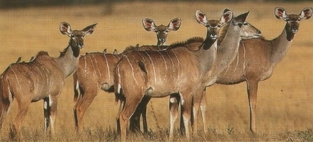 Cudu o Kudu