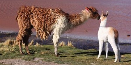 Llamas