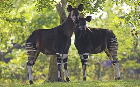 Okapi