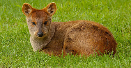 Pudu
