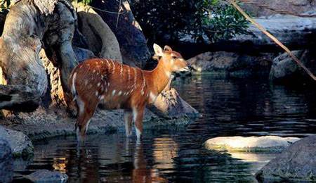 Sitatunga: Tragelaphus Spekii