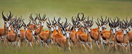 Springbok: Antidorcas Marsupialis