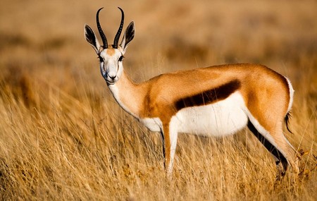 Springbok - Gacela Saltarina