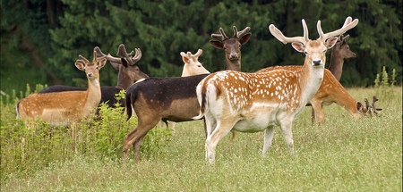 Wapiti o Uapiti - Elk