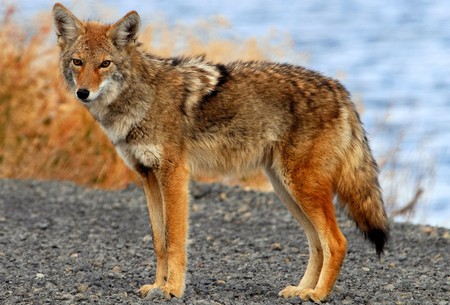 Coyote