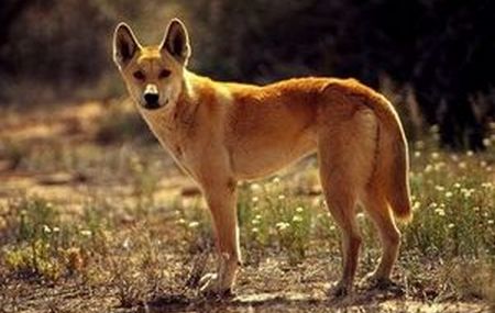 Dingo