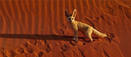 Fenec - Fennecus Zerda