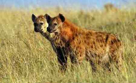 Hiena