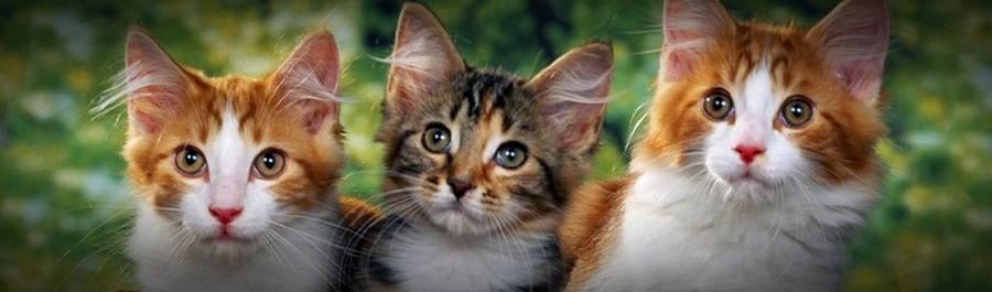 Gatos - Cats - Chats