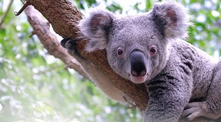 Koala