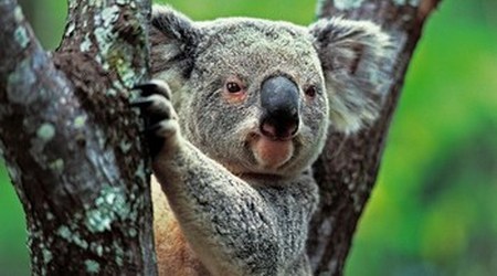 Koala