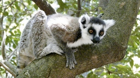 Lemur