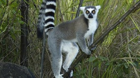 Lemur