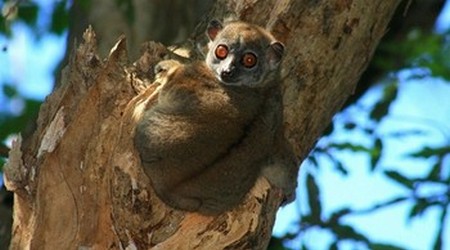 Lemur Enano
