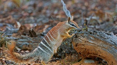 Numbat - Myrmecobius Fasciatus