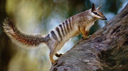 Numbat - Myrmecobius Fasciatus