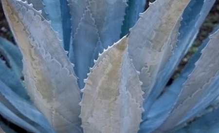 Agave