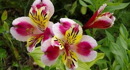 Alstroemeria