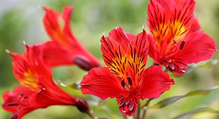 Alstroemeria