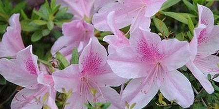 Azaleas
