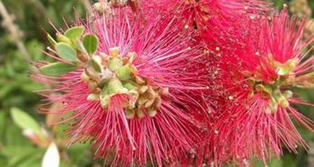 Callistemon