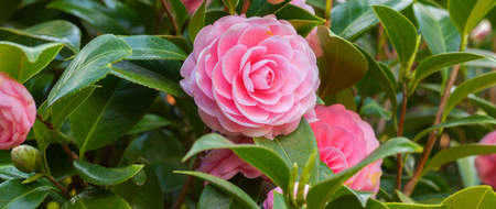 Camelia