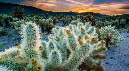Cholla Cactus