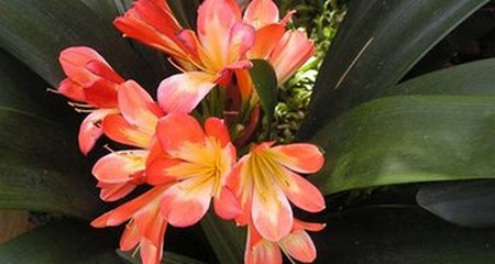 Clivia