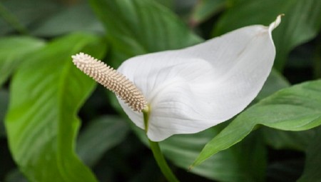 Spathiphyllum
