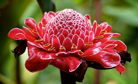 Etlingera Elatior