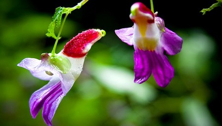 Impatiens Psittacina