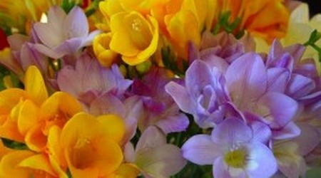 Freesia