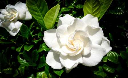 Gardenia