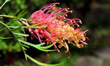 Grevillea