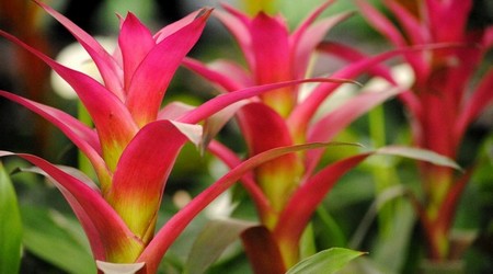 Guzmania
