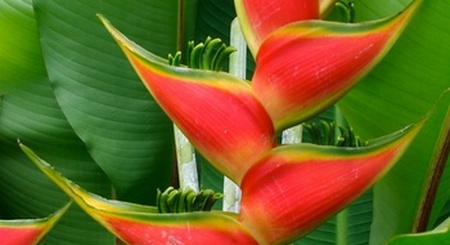 Heliconia