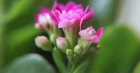 Kalanchoe