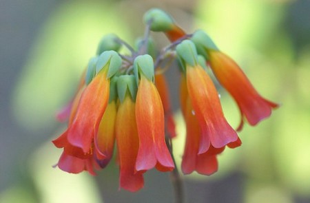 Kalanchoe Tubiflora