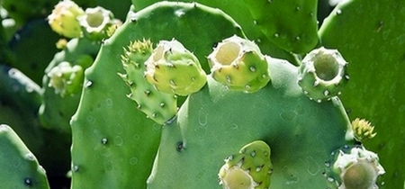 Nopal o Chumbera - Cactus Opuntia