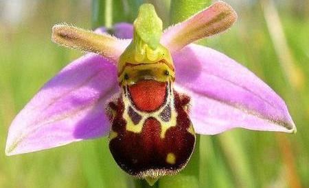 Orquidea Abejorro - Ophrys Bombyliflora
