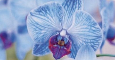 Orquidea Azul