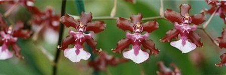 Oncidium: Dama Danzante
